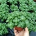 碰碰香（一抹香）基地直销多肉绿植盆栽全国一件代发货好