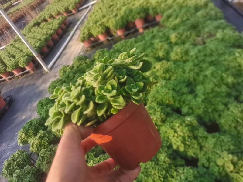 碰碰香（一抹香）基地直销多肉绿植盆栽全国一件代发货好