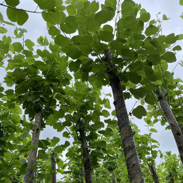 大量红花紫荆5至15公分出售