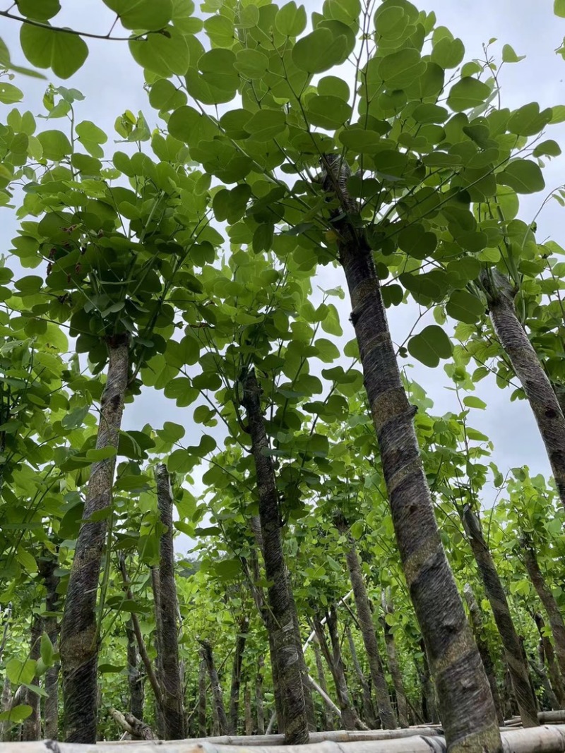 大量红花紫荆5至15公分出售