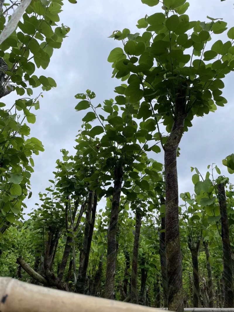 大量红花紫荆5至15公分出售