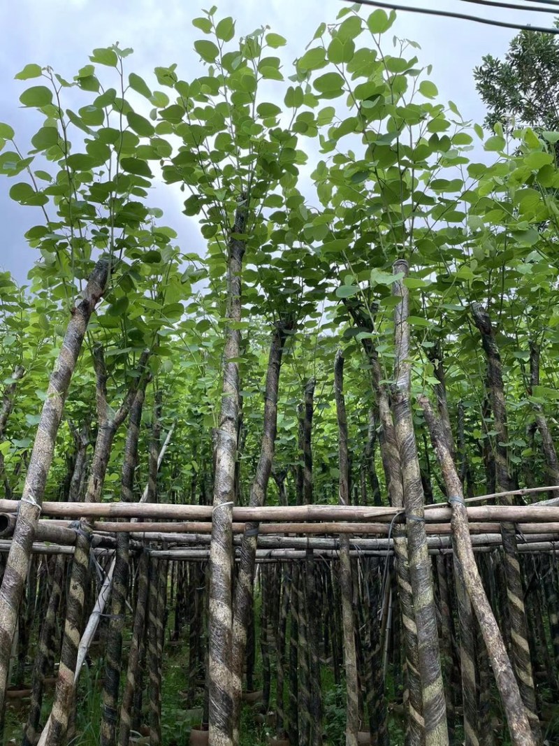 大量红花紫荆5至15公分出售