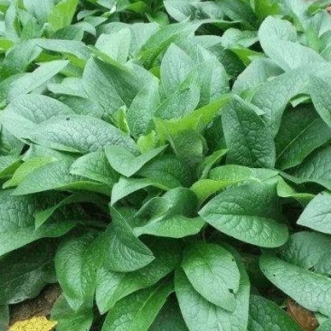 俄罗斯饲料菜种根聚合草种子基地常年供应现挖现发