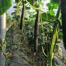 密刺黄瓜产地正在大量上市中，质量好，价格低，产地直销！！