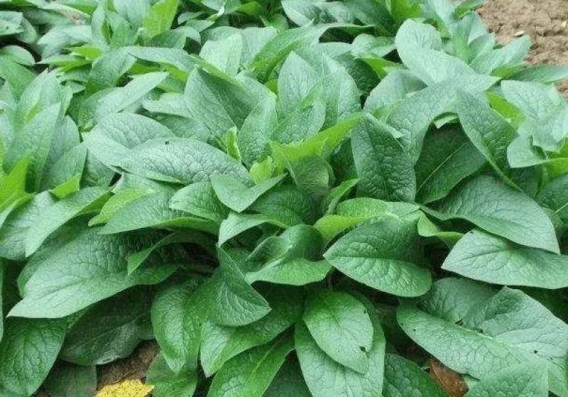 俄罗斯饲料菜种根聚合草种子基地常年供应现挖现发