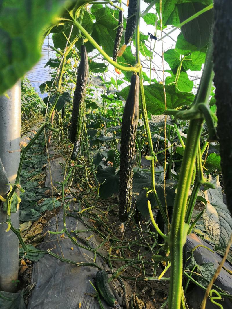 密刺黄瓜产地正在大量上市中，质量好，价格低，产地直销！！