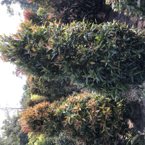 大量红车80至3米出售