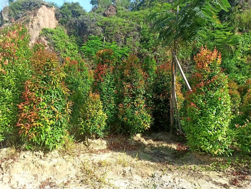 大量红车80至3米出售