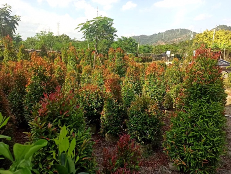 大量红车80至3米出售