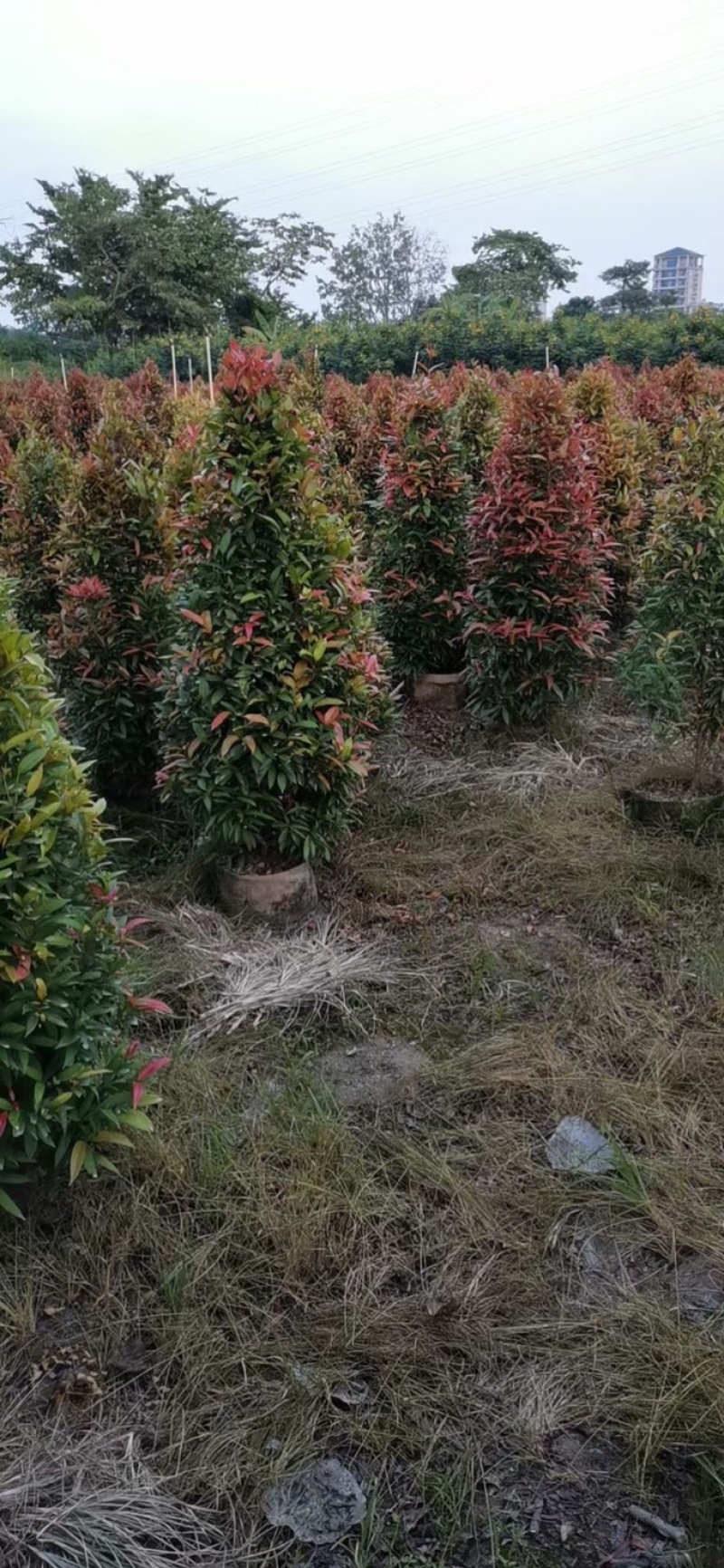 大量红车80至3米出售