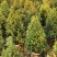 大量红车80至3米出售