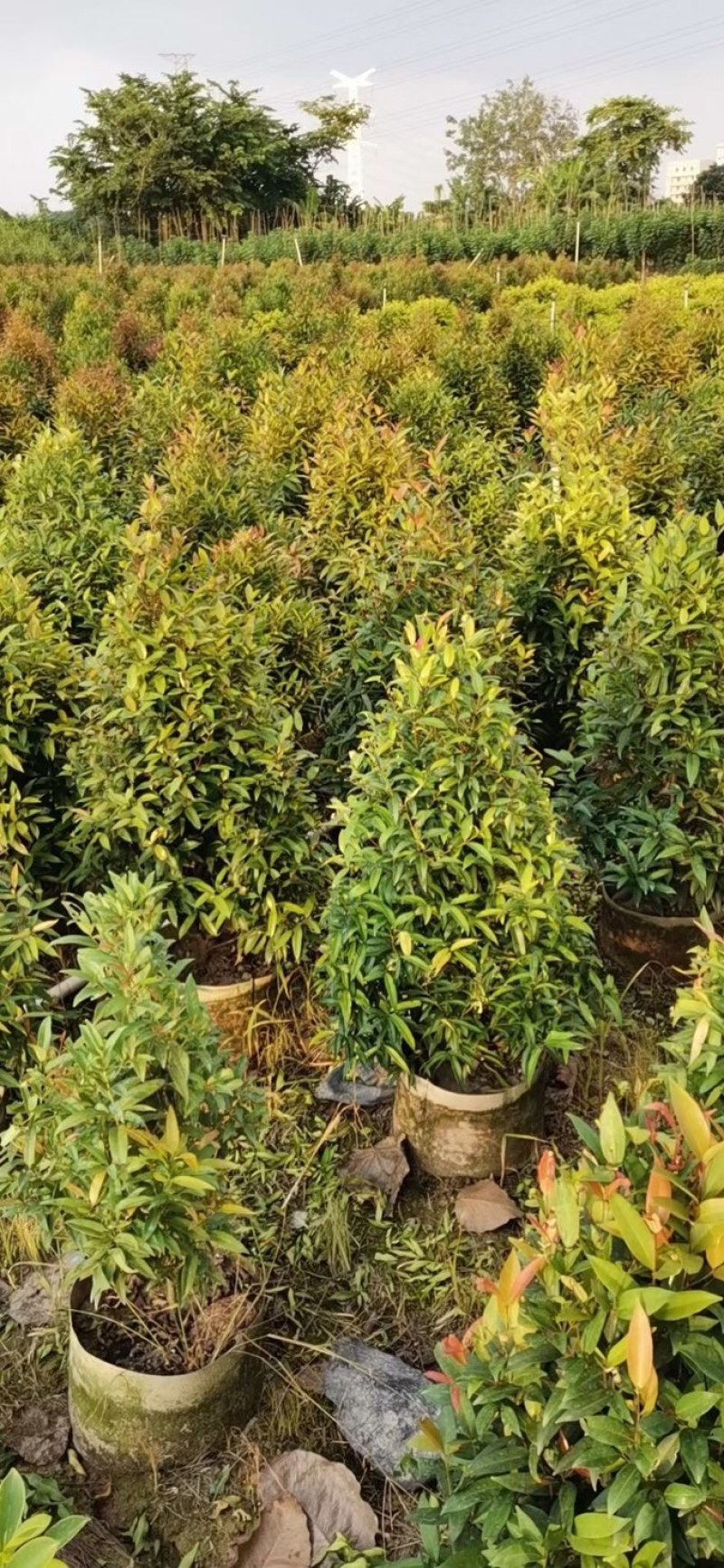大量红车80至3米出售