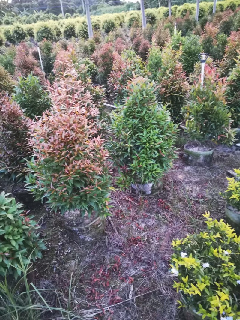 大量红车80至3米出售