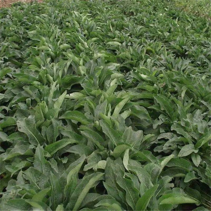 俄罗斯饲料菜种根聚合草种子基地常年供应现挖现发