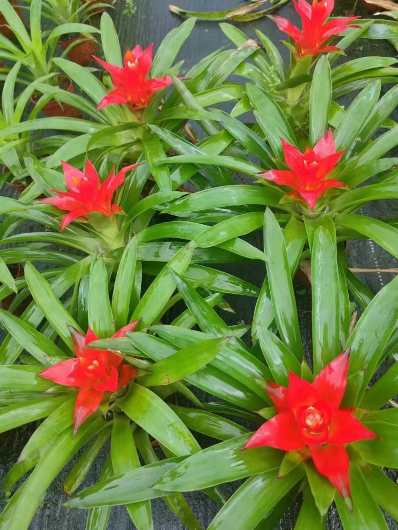 小红星（鸿运当头）基地直销观赏凤梨绿植盆栽基地直销全国代