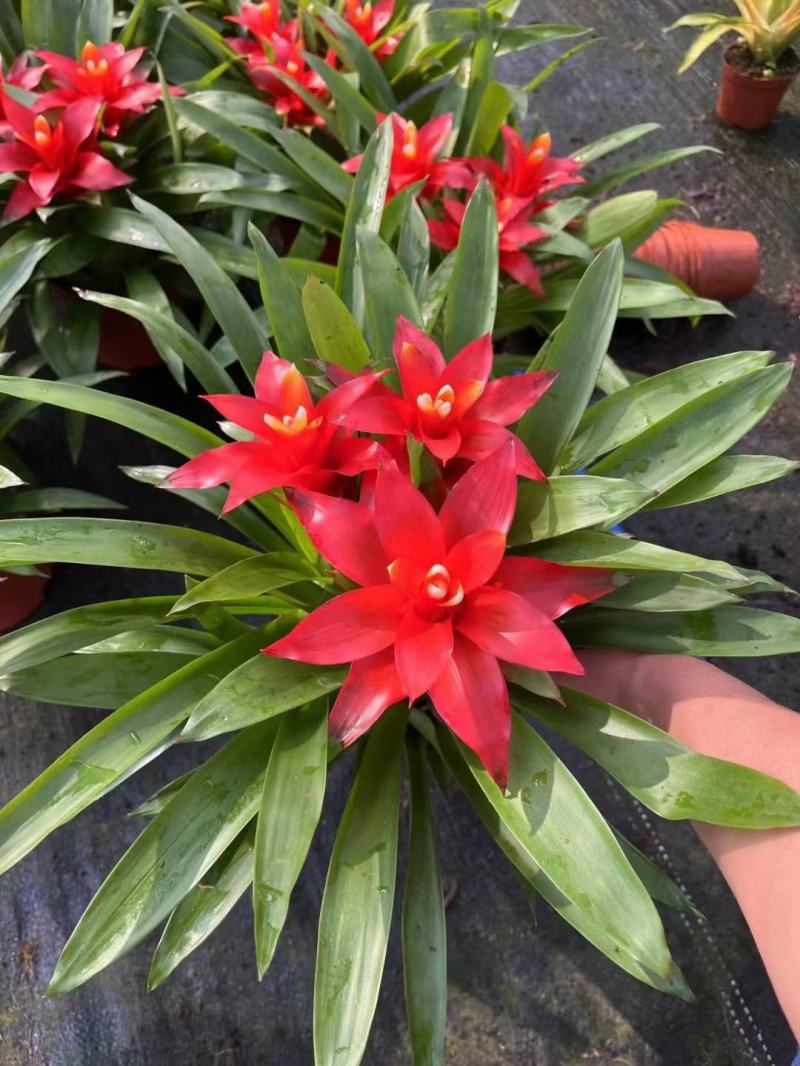 小红星（鸿运当头）基地直销观赏凤梨绿植盆栽基地直销全国代