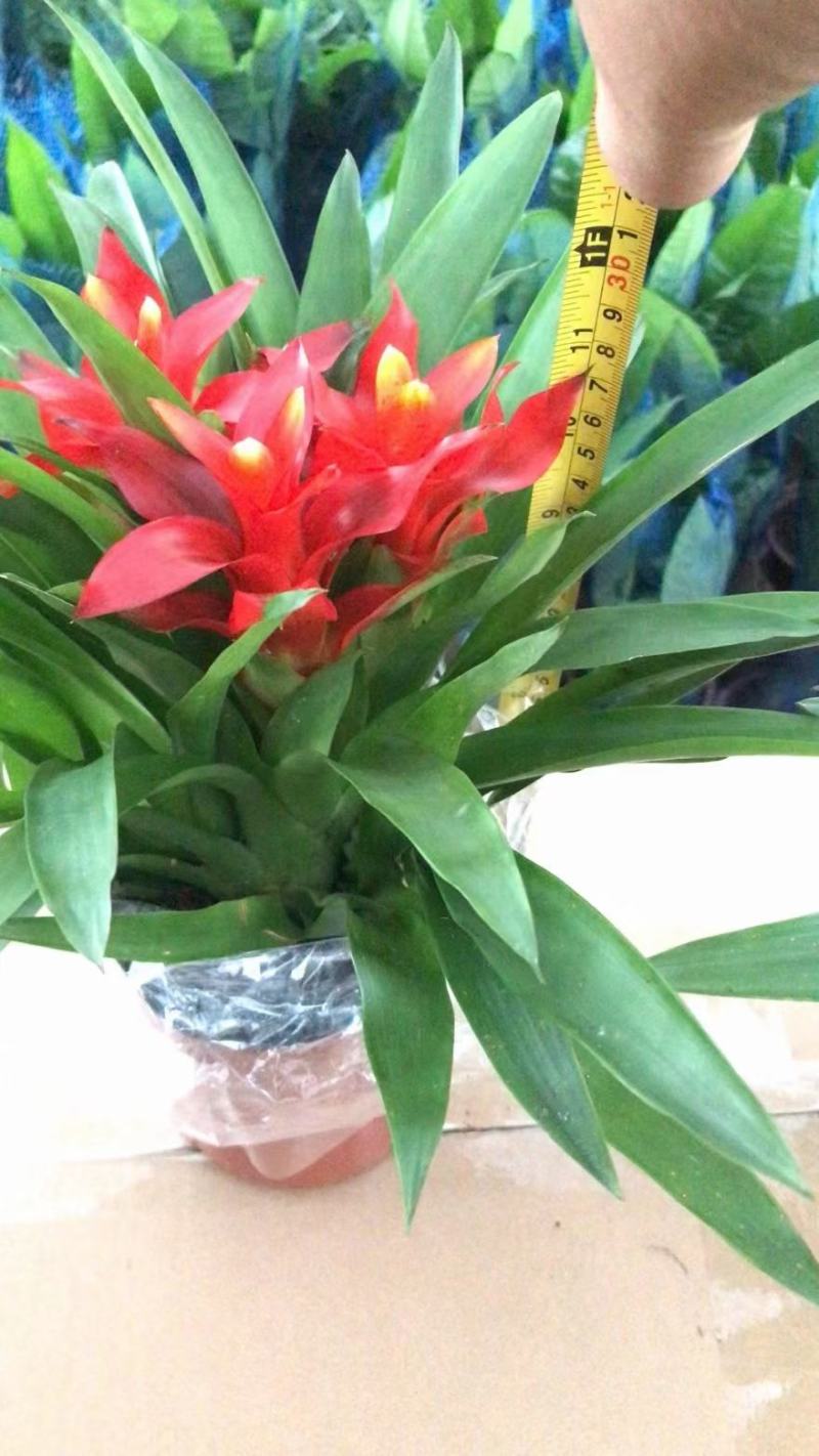 小红星（鸿运当头）基地直销观赏凤梨绿植盆栽基地直销全国代