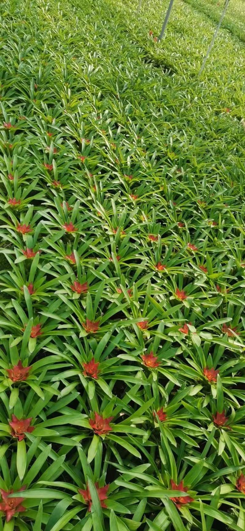 小红星（鸿运当头）基地直销观赏凤梨绿植盆栽基地直销全国代
