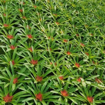 小红星(鸿运当头)基地直销观赏凤梨绿植盆栽基地直销全国代