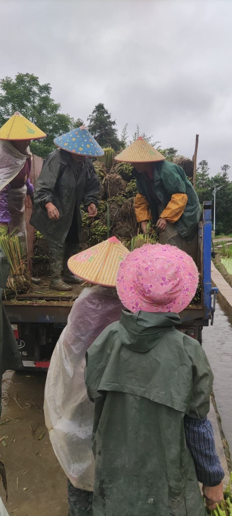 茭白种苗美人茭白苗（茭白回收），北京茭白苗