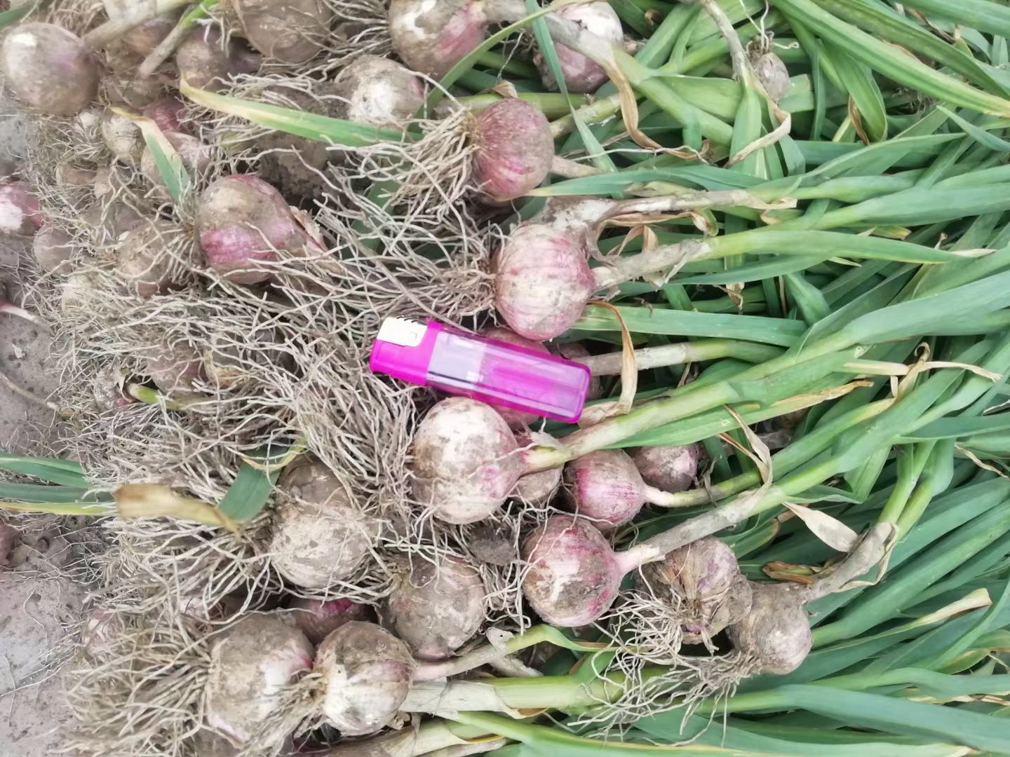 采收后的独头蒜正在晾晒,蒜皮干燥紧实,适合长期储存 独头蒜采收后晾晒