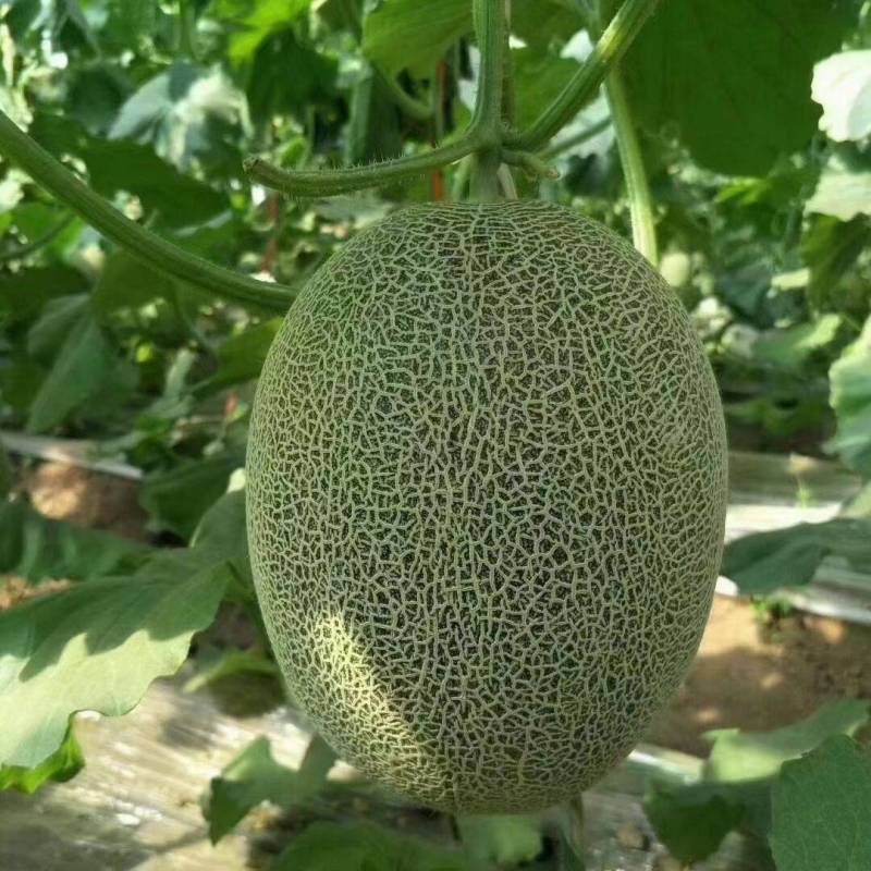 晓蜜25基地直供全国发货诚信经营货源充足