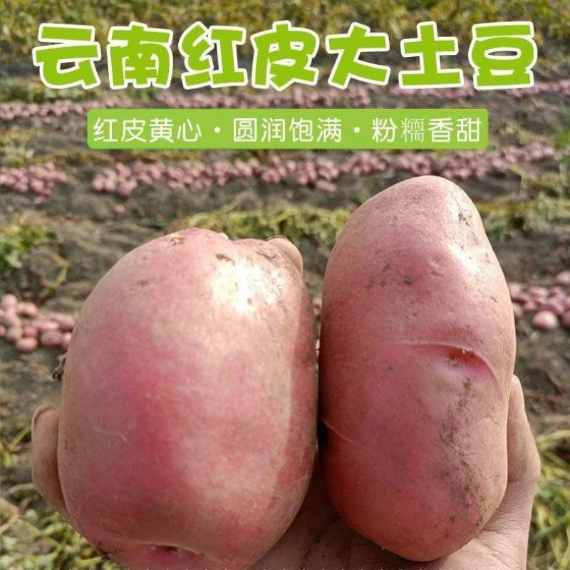 云南青储9号土豆马铃薯洋芋高寒山区种植周期长淀粉含量件