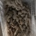 风干姜-大黄姜-大量有货质量保障诚信合作（代收代卖）