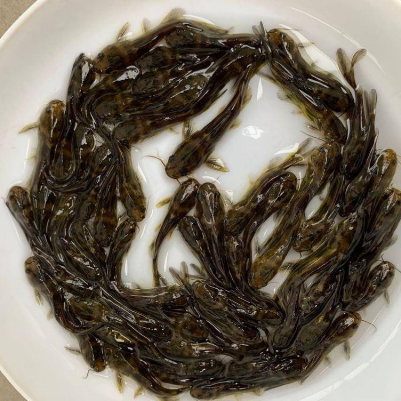 黄骨鱼苗杂交黄骨鱼苗黄辣丁苗黄丁角鱼苗活体广州包邮黄颡鱼