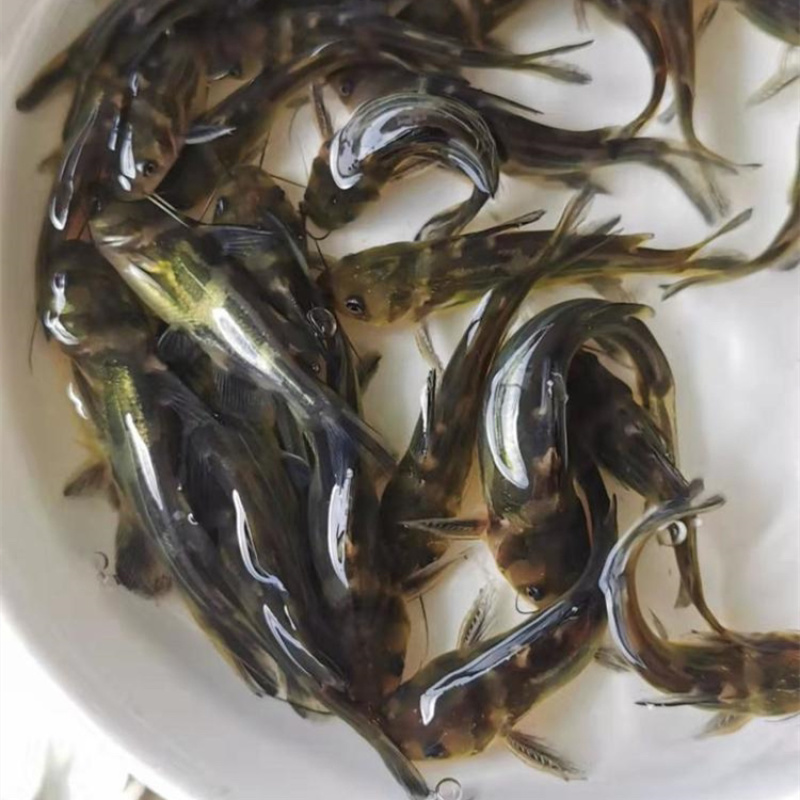 黄骨鱼苗杂交黄骨鱼苗黄辣丁苗黄丁角鱼苗活体广州包邮黄颡鱼