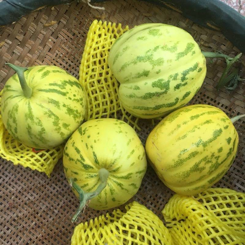 花蕾甜瓜全国发货基地直供诚信经营货源充足