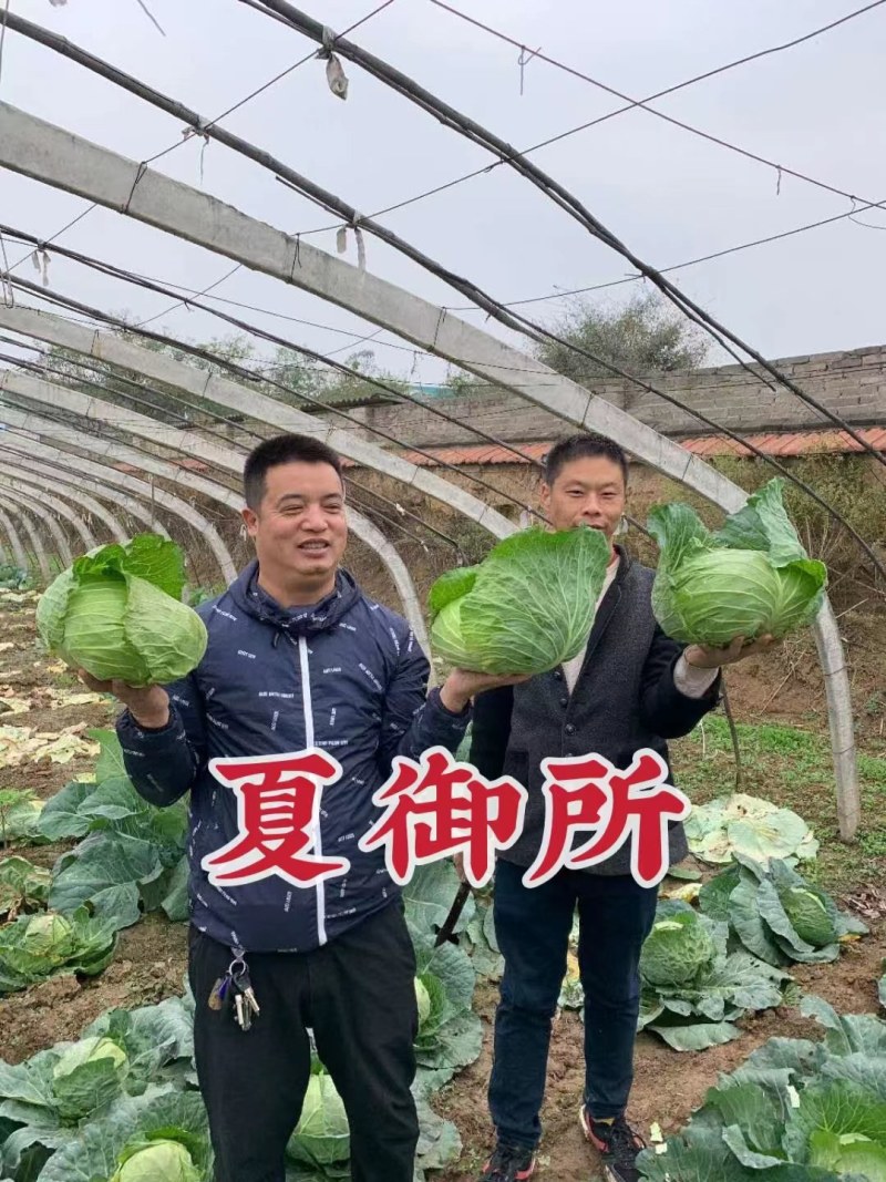 日本进口耐热甘蓝种子莲花白种子包菜种子60天耐热乐匠甘蓝