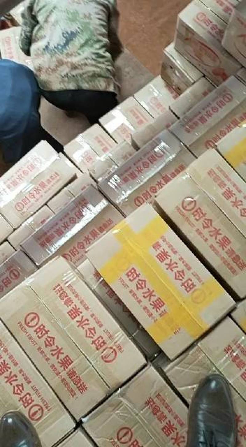 云南青储9号土豆马铃薯洋芋高寒山区种植周期长淀粉含量件