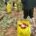 云南青储9号土豆马铃薯洋芋高寒山区种植周期长淀粉含量件