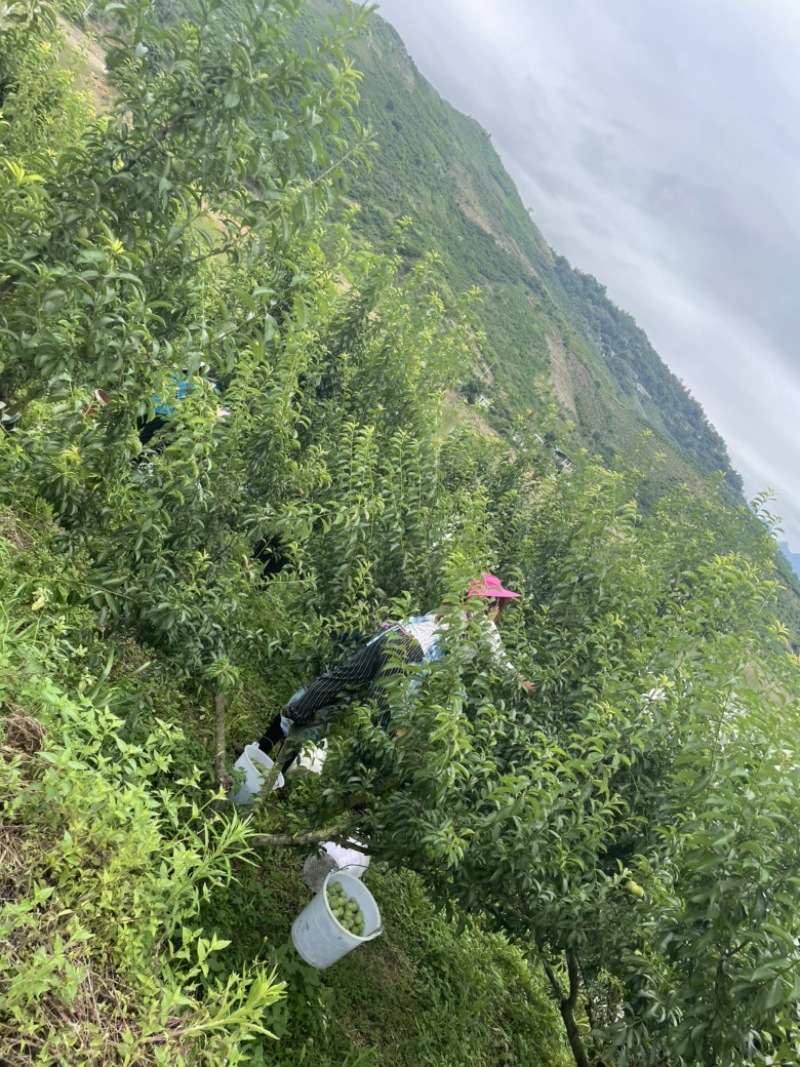 贵州六马青脆李