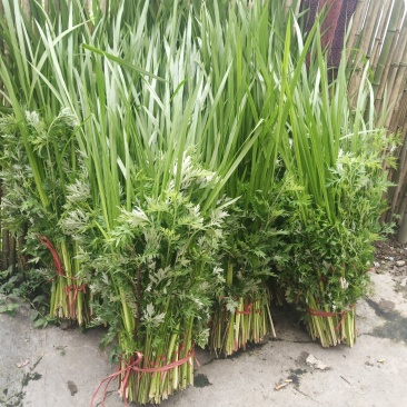 端午需要艾草菖蒲的联系我