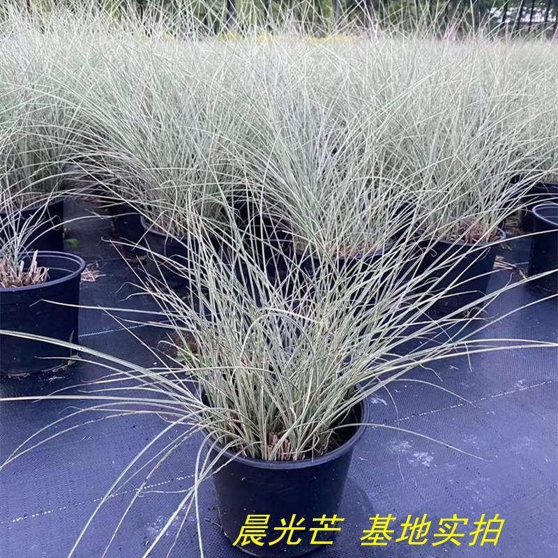 晨光芒盆栽大苗阳台花园多年生银色系观赏草庭院花镜绿化种植