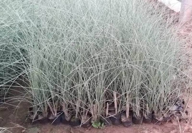 晨光芒盆栽大苗阳台花园多年生银色系观赏草庭院花镜绿化种植