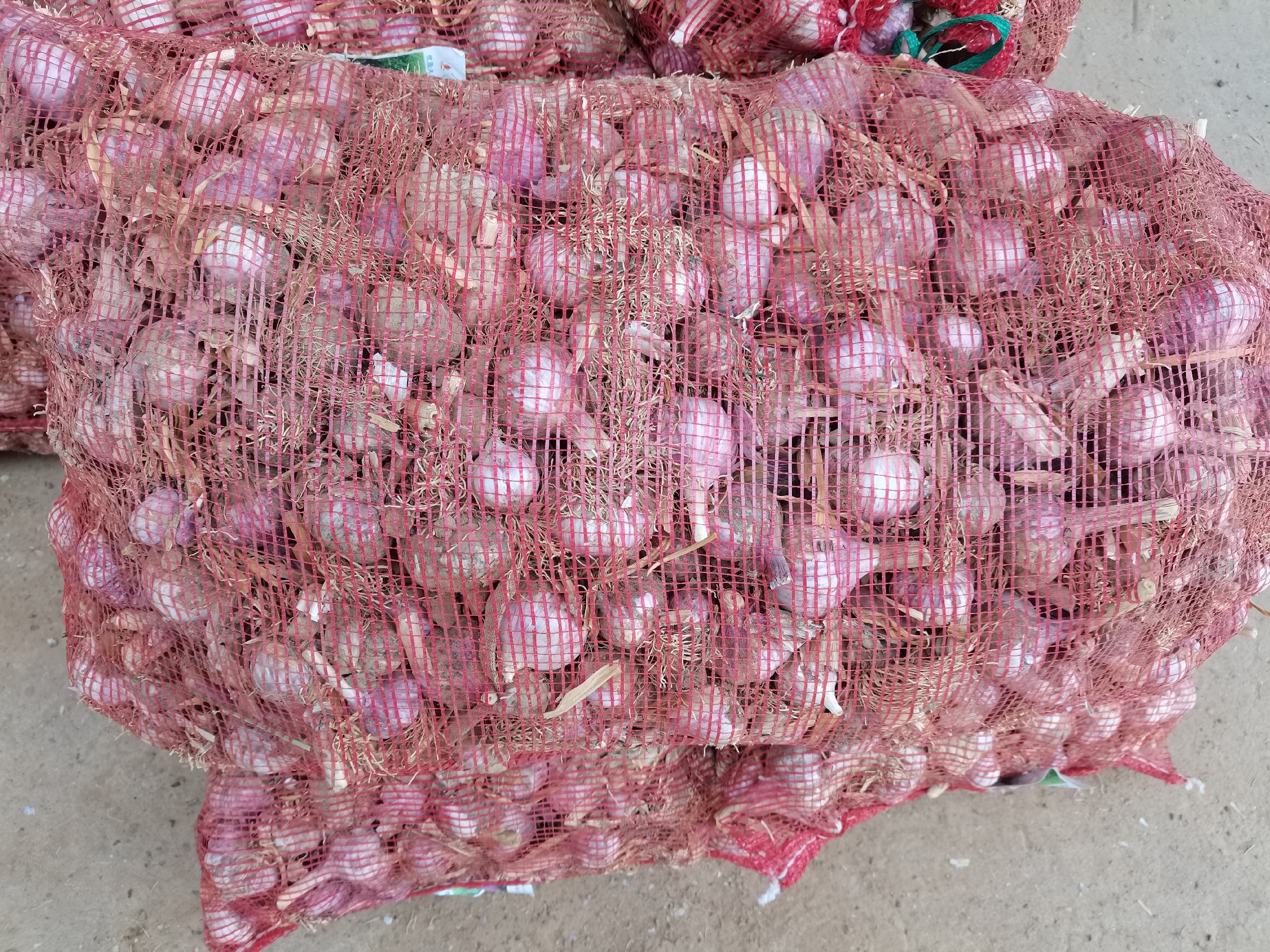 展示台上陈列多种蒜薹与藜蒿深加工产品:左侧为透明包装的冻干蒜薹颗粒、真空腌制蒜薹段、蒜薹粉胶囊;右侧为玻璃瓶装藜蒿茶、小袋冻干藜蒿碎、深棕色藜蒿精油滴瓶,背景为实验室HPLC检测仪器运行画面 深加工产品展示图