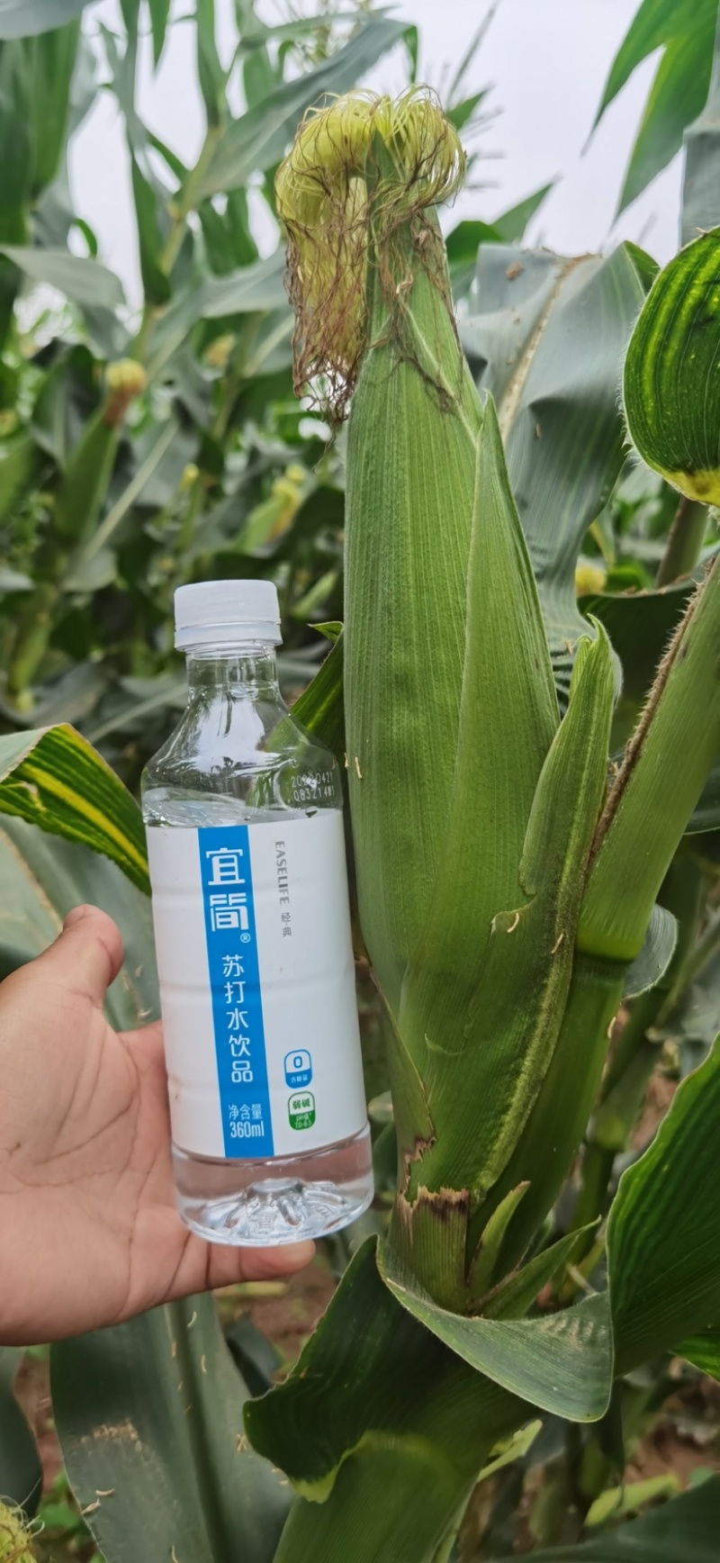 重庆早白糯玉米陆续上市，万糯188、万糯2000，量大。