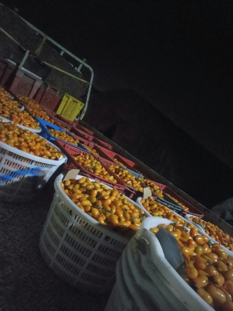 彩色小番茄主流品种都有直接电话联系量大从优