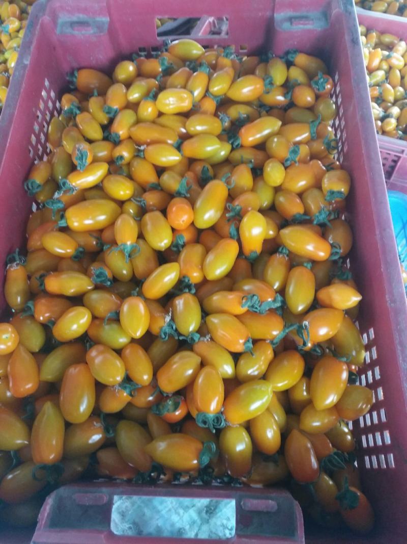 彩色小番茄主流品种都有直接电话联系量大从优