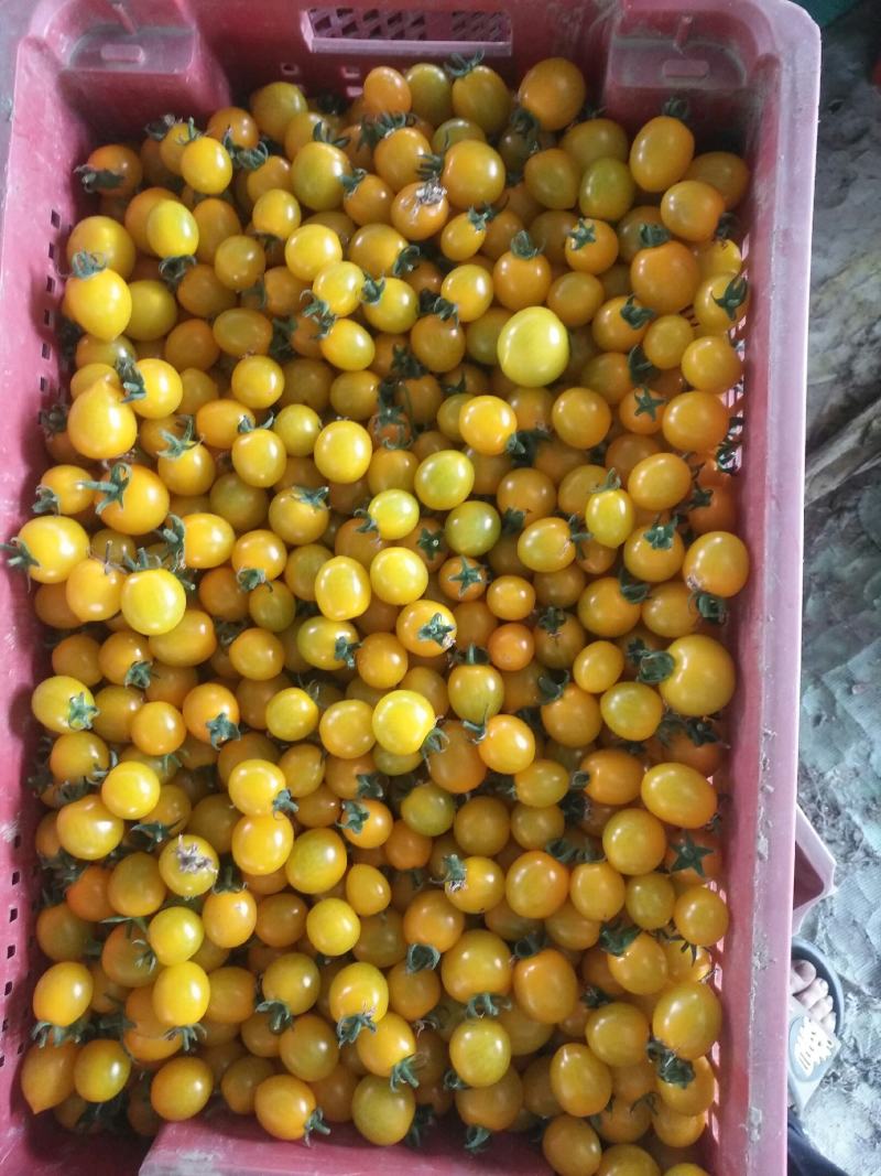 彩色小番茄主流品种都有直接电话联系量大从优
