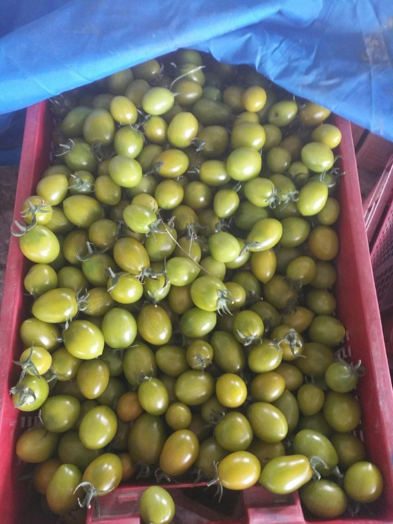 彩色小番茄主流品种都有直接电话联系量大从优