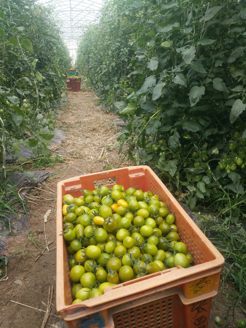 彩色小番茄主流品种都有直接电话联系量大从优