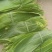 高山新鲜香粽叶，收货进行中
