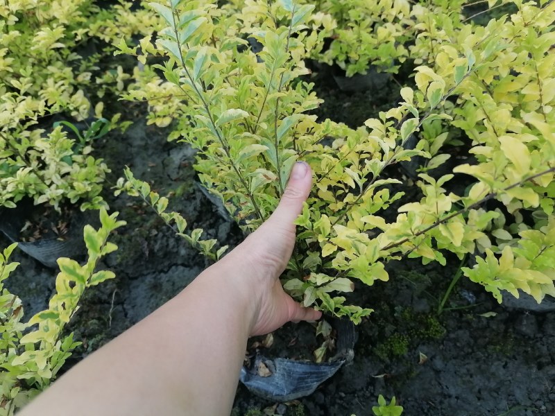亮晶女贞批发基地，大杯亮晶女贞数量多，亮金女贞球
