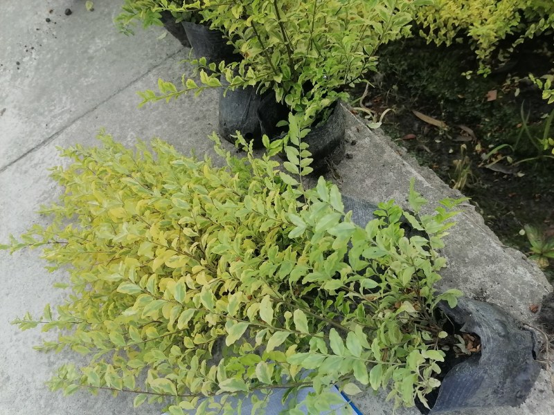 亮晶女贞批发基地，大杯亮晶女贞数量多，亮金女贞球