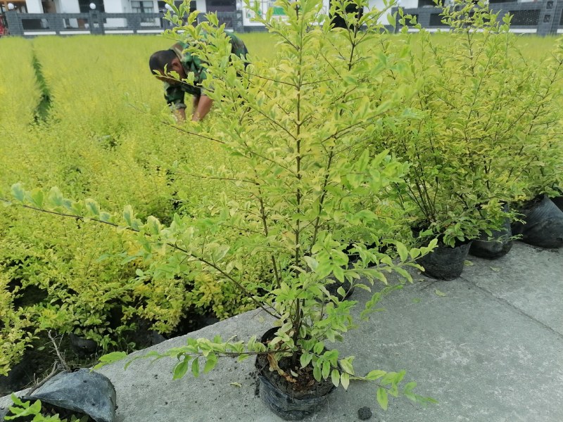亮晶女贞批发基地，大杯亮晶女贞数量多，亮金女贞球