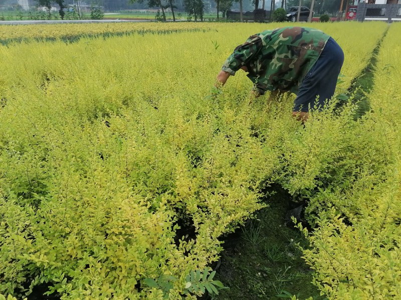 亮晶女贞批发基地，大杯亮晶女贞数量多，亮金女贞球